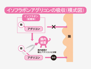 イソフラボンアグリコンの吸収（模式図）