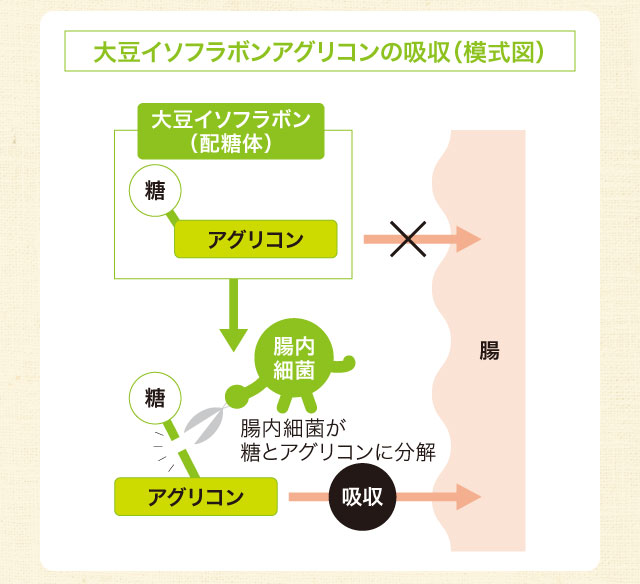 大豆イソフラボンアグリコンの吸収（模式図）