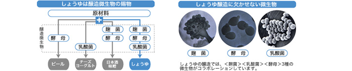 しょうゆは醸造微生物の賜物 しょうゆ醸造に欠かせない微生物
