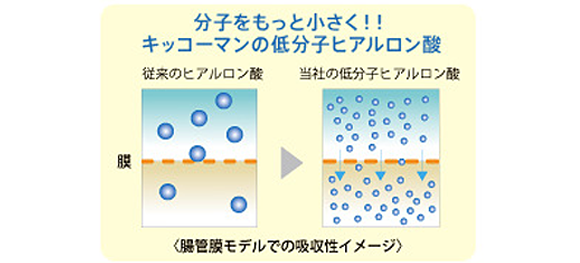 分子をもっと小さく!!キッコーマンの低分子ヒアルロン酸