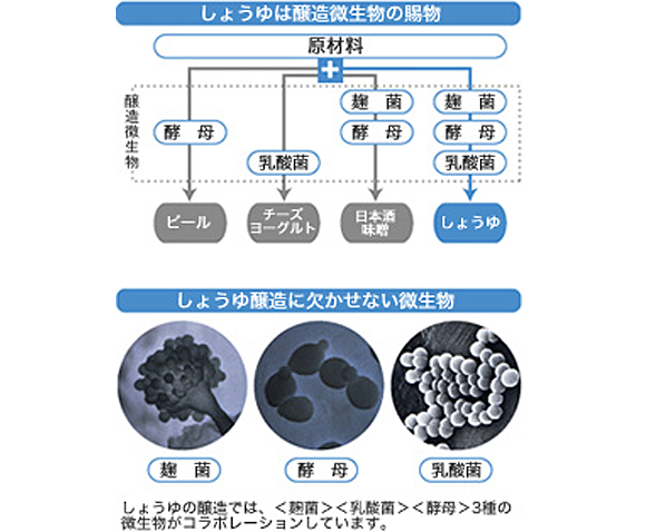 しょうゆは醸造微生物の賜物 しょうゆ醸造に欠かせない微生物